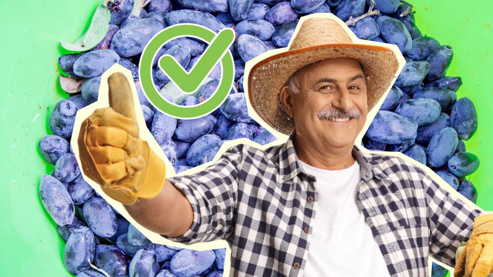 Некуда деть урожай жимолости? Приготовьте из нее эту вкуснятину Некуда деть урожай жимолости? Приготовьте из нее эту вкуснятину
