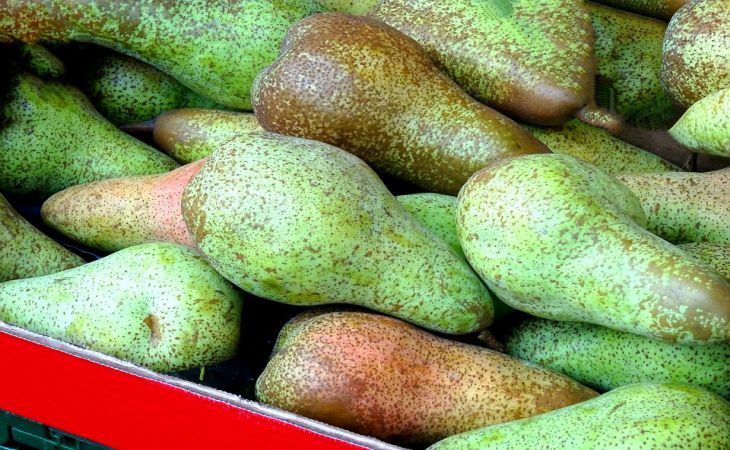 Как сохранить груши дома: полезные советы и рекомендации Как сохранить груши дома: полезные советы и рекомендации