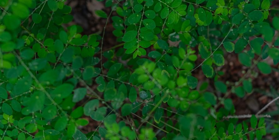 Методы борьбы с тлей: как эффективно побороть вредителя без вреда для растения — самый простой способ победить тлю без «химии» Методы борьбы с тлей: как эффективно побороть вредителя без вреда для растения — самый простой способ победить тлю без «химии»