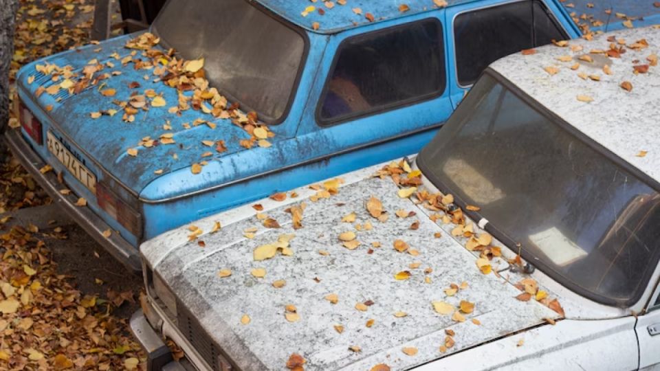 Смола от тополя вредит автомобилю: 3 способа быстро убрать — промедление опасно Смола от тополя вредит автомобилю: 3 способа быстро убрать — промедление опасно
