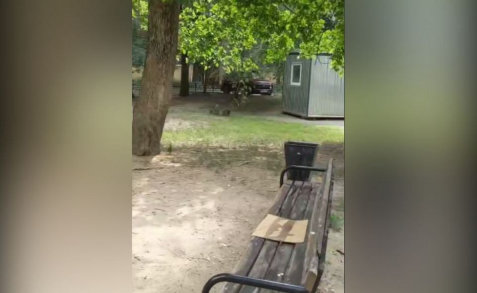     :       