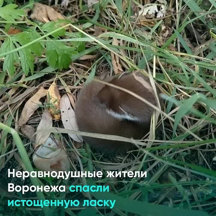 В Воронеже спасли обессиленную ласку, которую нашли в лесу