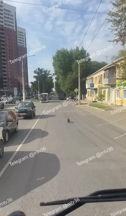 В Воронеже водитель автобуса спас собачку от смерти под колесами