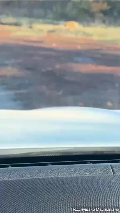 Знакомство кота и лисы сняли на видео в Воронеже