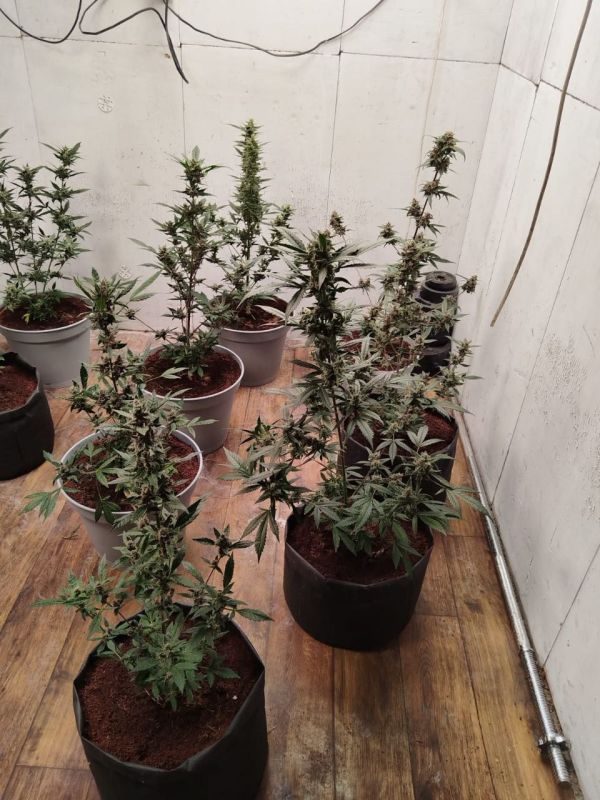 В Воронеже полицейскими пресечено культивирование и сбыт наркосодержащих растений