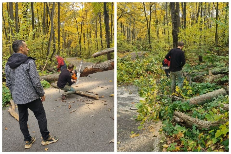 В воронежском парке «Олимпик» старое дерево едва не рухнуло на сотрудника