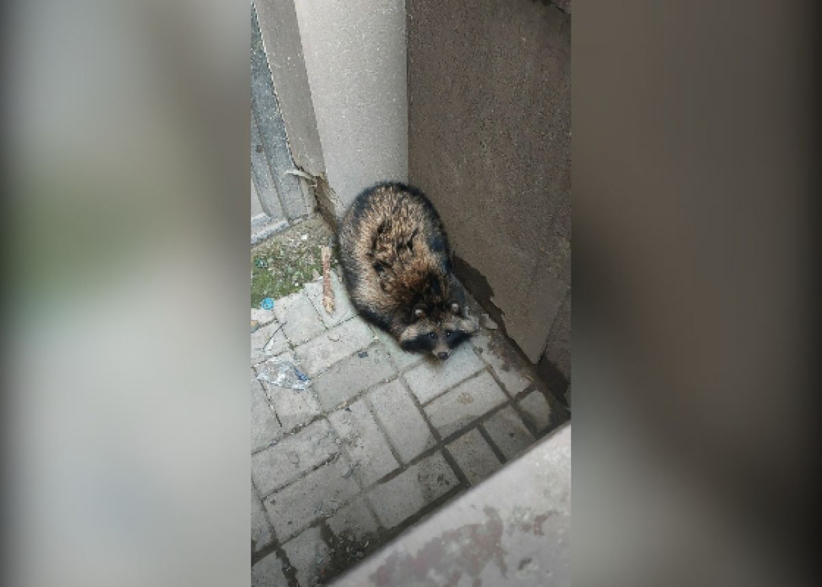 Потерявшуюся енотовидную собаку обнаружили воронежцы на Левом берегу