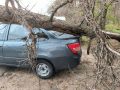 Повезло. Дерево рухнуло неподалеку от припаркованного автомобиля в Коминтерновском районе