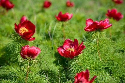 Ученые Волгоградской области нашли новые редкие растения и грибы