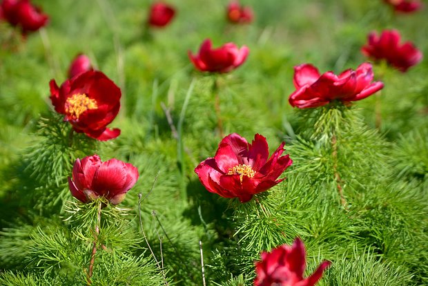Ученые Волгоградской области нашли новые редкие растения и грибы