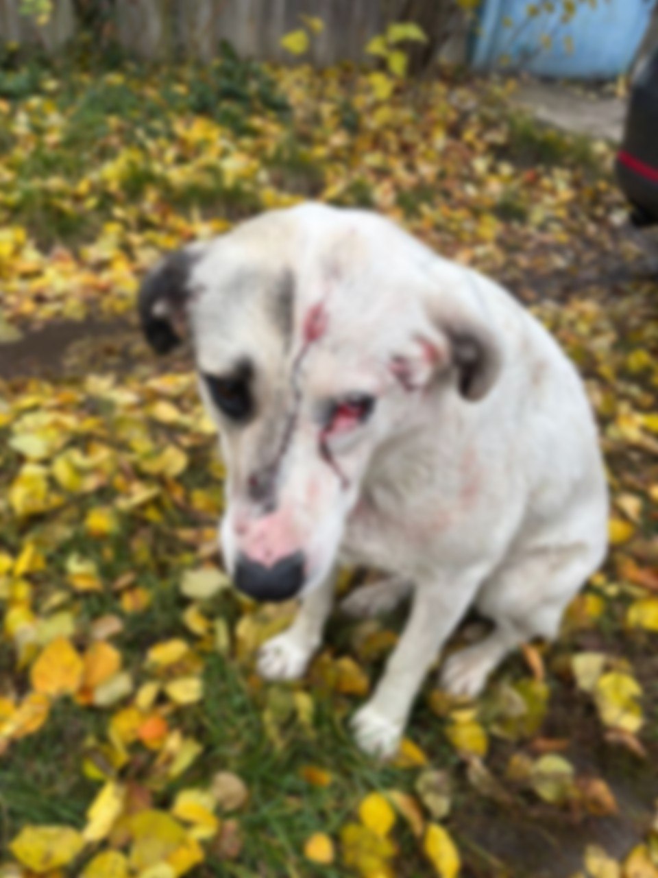 В Семилукском районе мужчина расстрелял собак