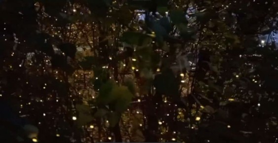 «Праздник уже здесь!»: воронежцы начали готовиться к Новому году в октябре