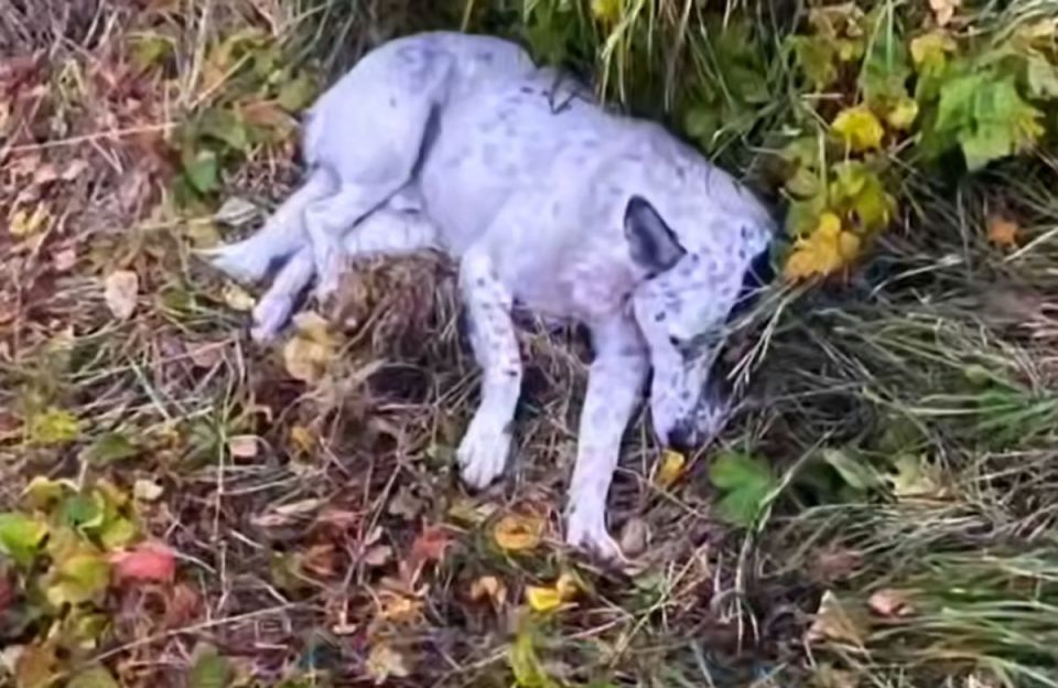 «Не по инструкции - по зову сердца»: сотрудники ГАИ спасли бездомную собаку после ДТП в Верхнехавском районе