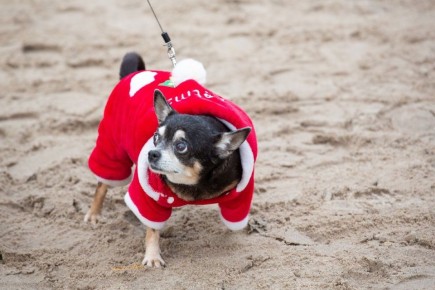 В селе Нововоскресеновка отменили карантин по бешенству