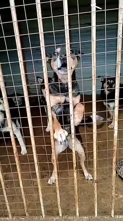 Юрий Баранчик: КОРМА БОЛЬШЕ НЕТ!. В воронежском приюте АНО "Зоопансионат Альма" снова наступает голод! В месяц для наших собак нужно более 50 мешков, которые выходят в сумму более 135000 руб