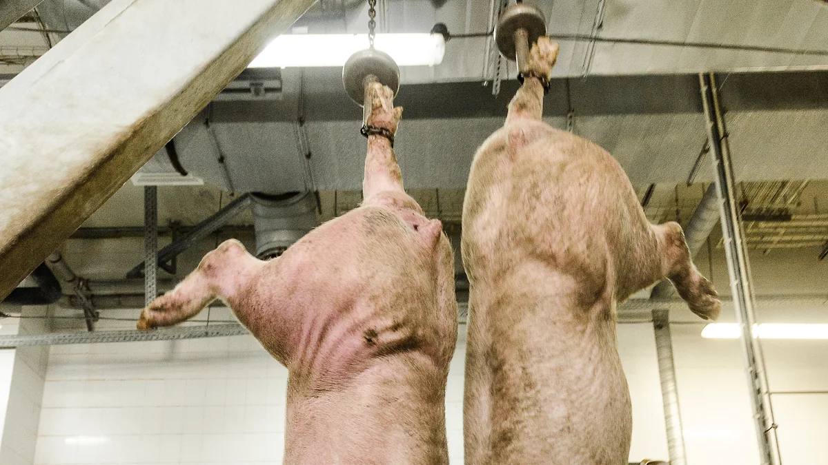 Инвестор из Китая может заняться переботкой отходов животноводства под Воронежем