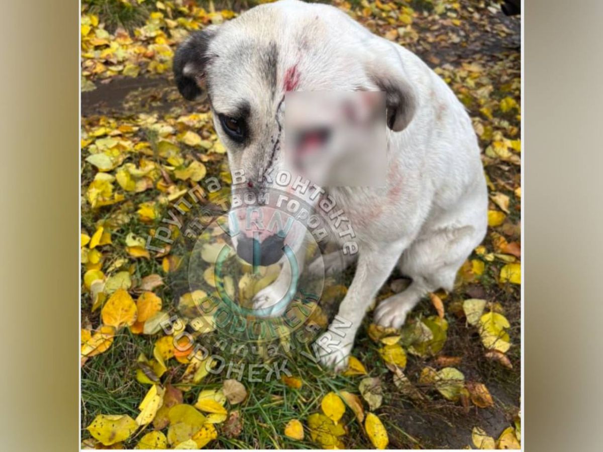 Жительница Воронежской области назвала приметы мужчины, открывшего стрельбу по женщине с собакой в Семилукском районе