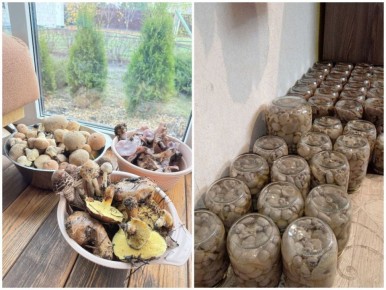 Синюю ножку будете? Воронежцы собирали в октябрьских лесах грибные миксы