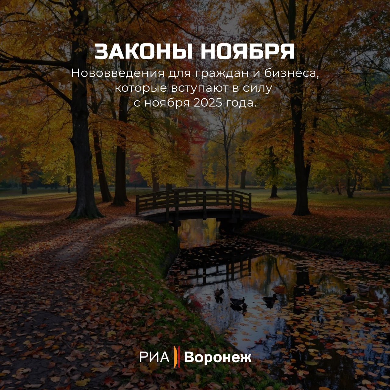 Обзор РИА «Воронеж». Какие законы вступают в силу в ноябре 2025 года