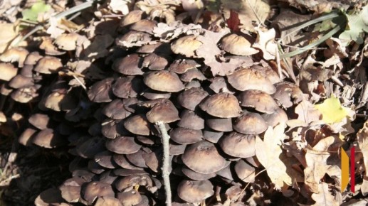 В Воронежской области 3 человека умерли от отравления грибами