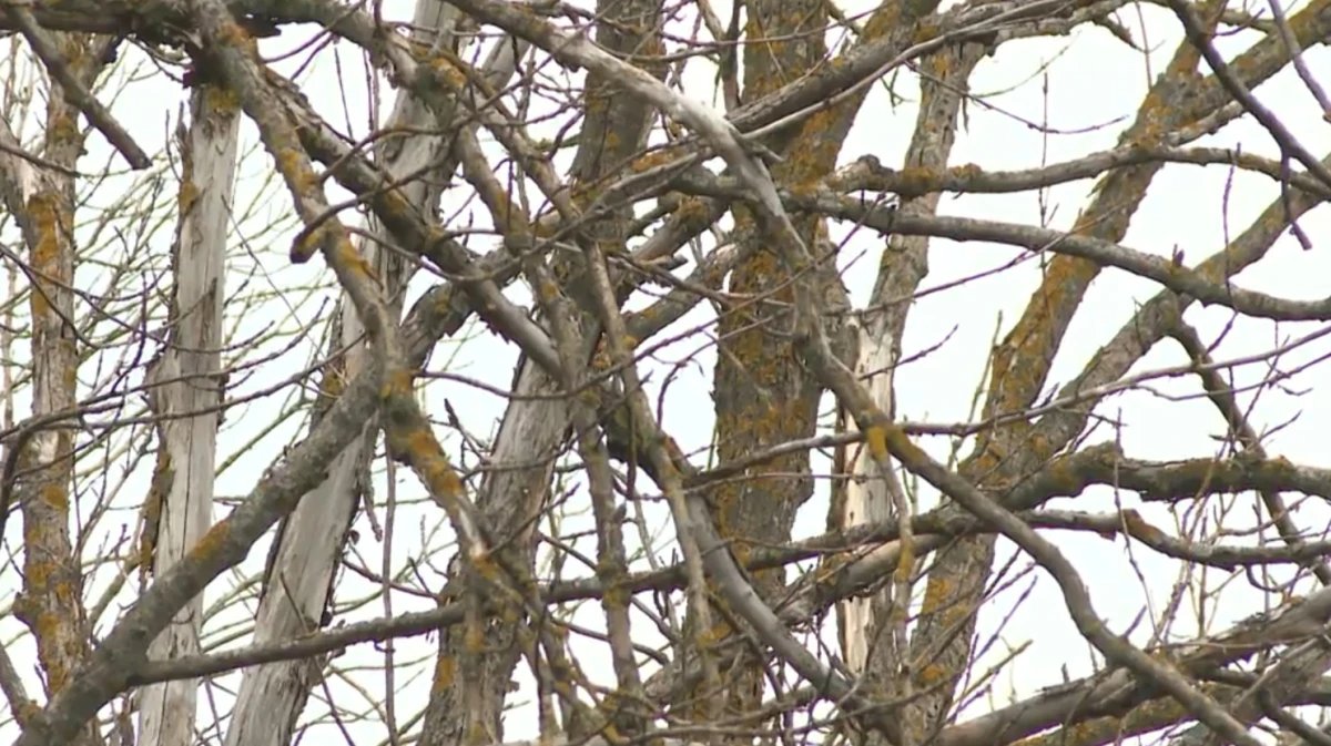 В Воронежской области впервые обнаружили заболевание суховершинности ясеня
