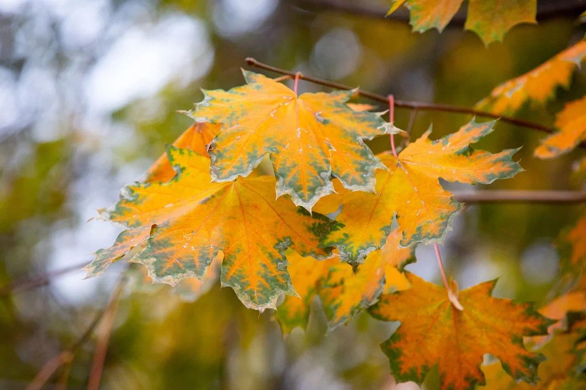Воронежские синоптики рассказали о погоде на трехдневную рабочую неделю