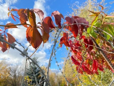 Солнце выглянет из-за облачного ноябрьского неба на короткой рабочей неделе в Воронеже