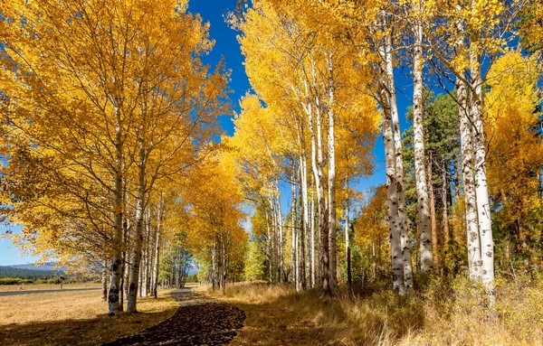Такая хорошая погода, надо подвинуть компьютер ближе к окну. Представляем прогноз на 5 ноября в Воронеже