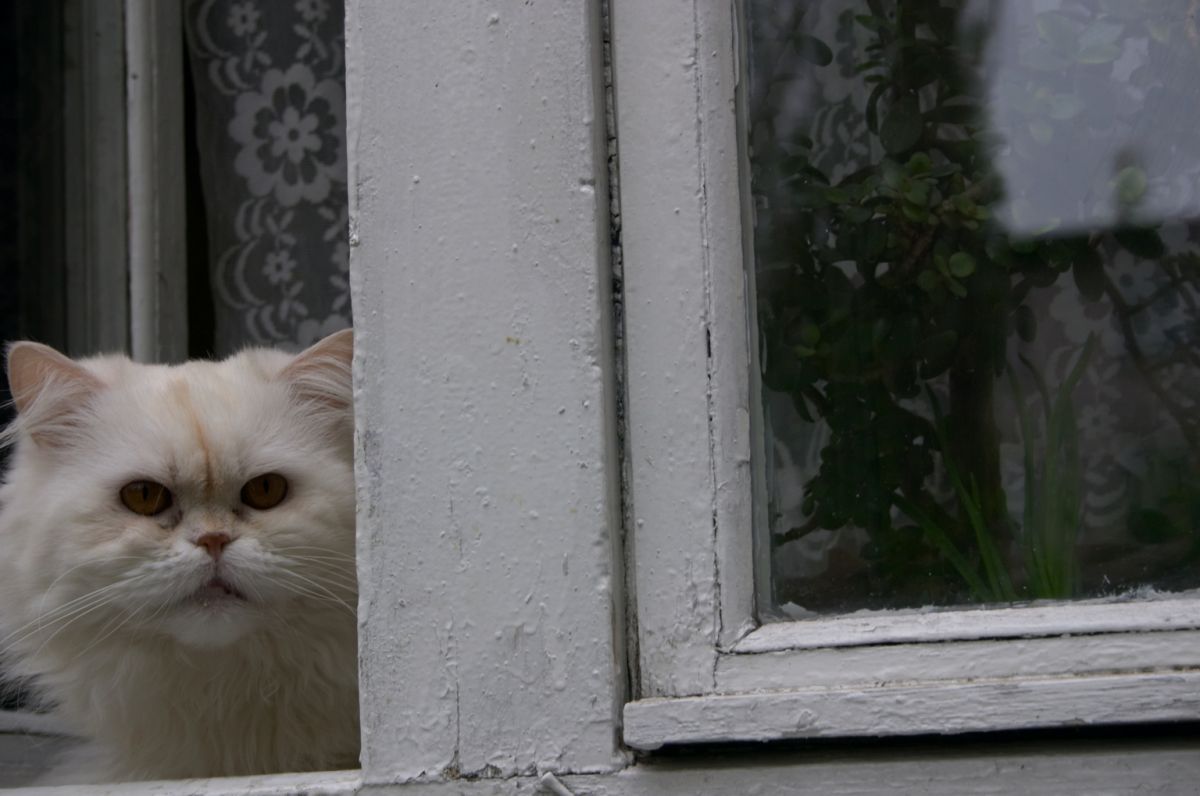 Карантин по бешенству животных ввели на территории поселка Чибизовка