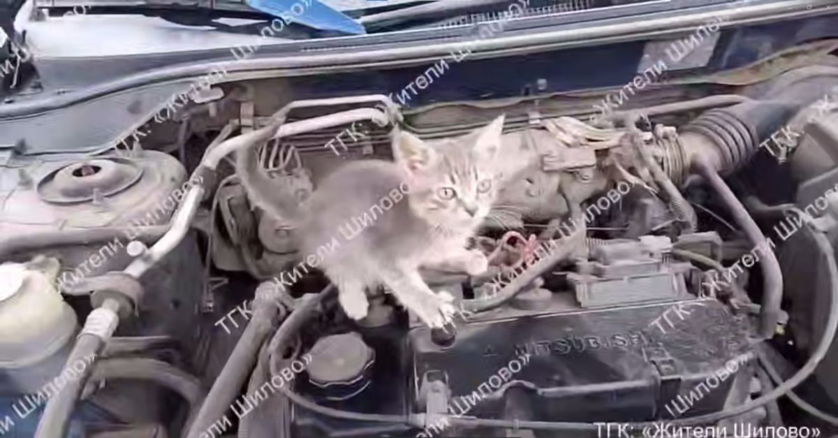 Воронежских автомобилистов предупреждают о незваных пассажирах