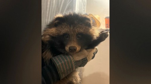 Воронежские волонтеры ищут дом для енотовидной собаки Фунтика