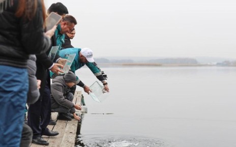 Сто тысяч мальков сазана и толстолобика по ежегодной традиции выпустили в Воронежское водохранилище