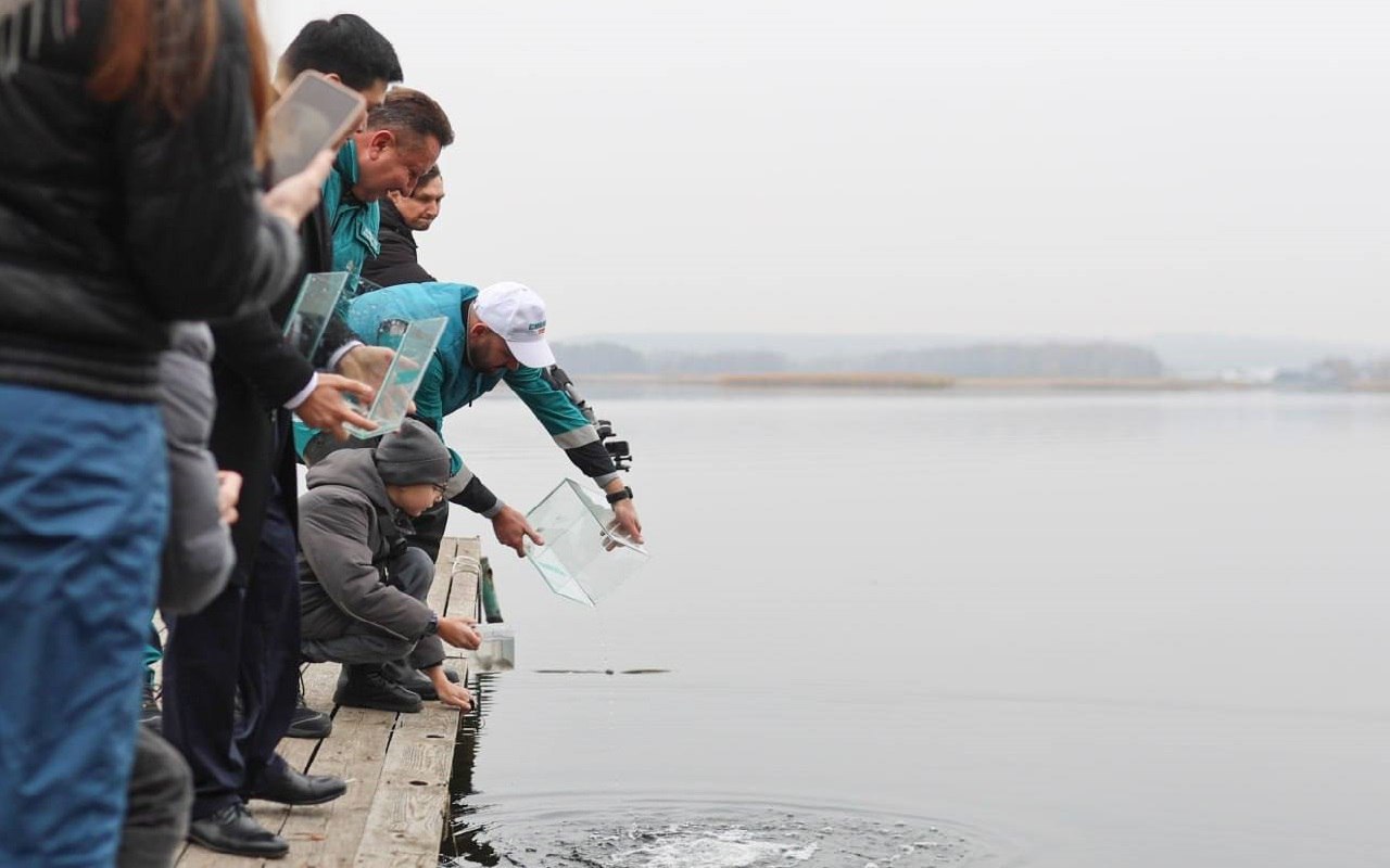 Сто тысяч мальков сазана и толстолобика по ежегодной традиции выпустили в Воронежское водохранилище