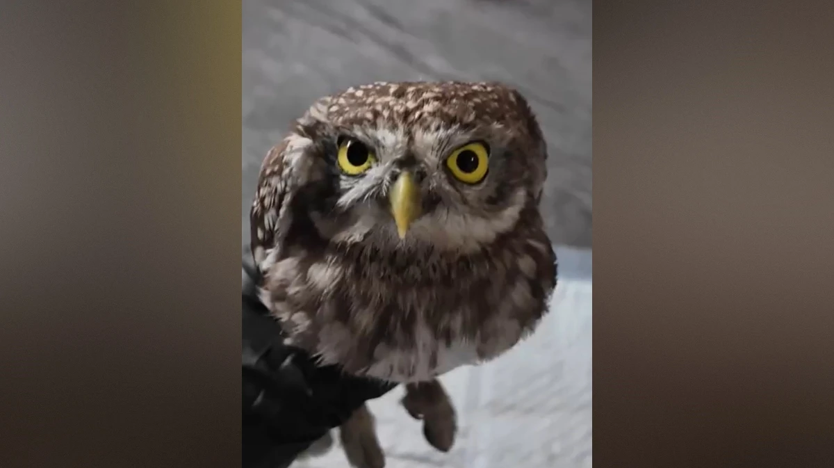 Воронежские волонтеры помогли сычу, спасенному из клеевой ловушки