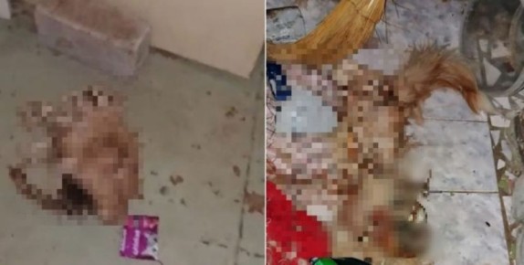 К каннибализму среди четырех запертых в квартире котов привело равнодушие воронежцев