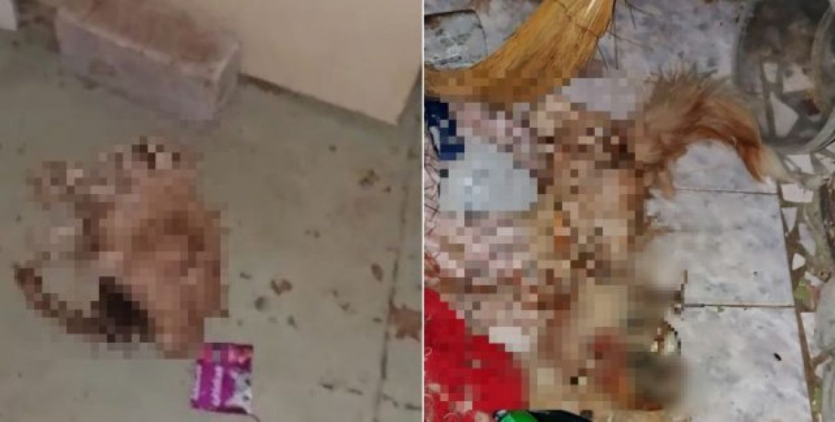 К каннибализму среди четырех запертых в квартире котов привело равнодушие воронежцев