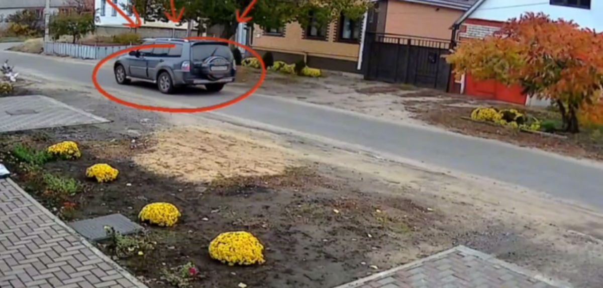 Водитель ответит перед судом за сбитого в Лисках котенка