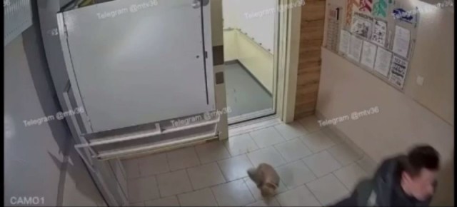 В ЖК «Новое Отрадное» один из жильцов жестоко обращался со своим котом