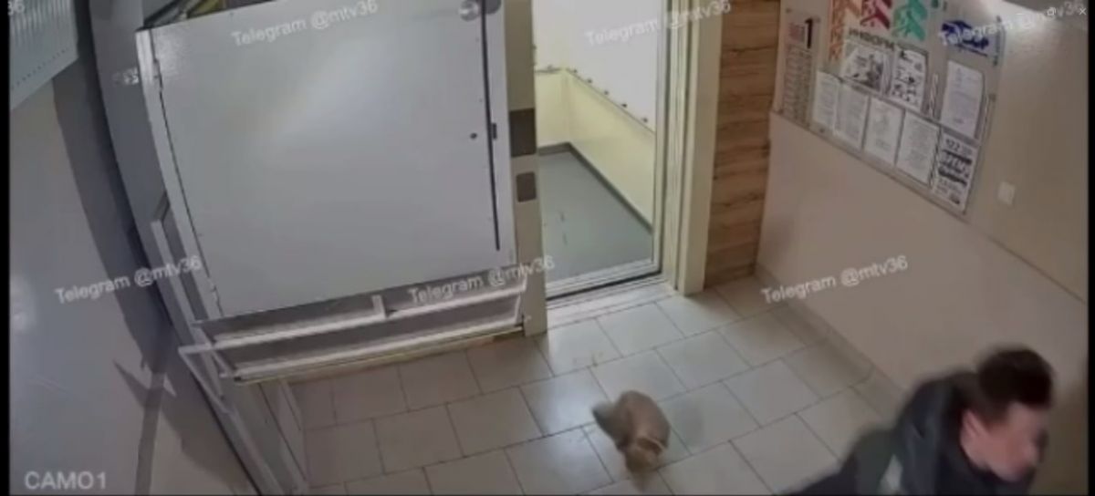 В ЖК «Новое Отрадное» один из жильцов жестоко обращался со своим котом