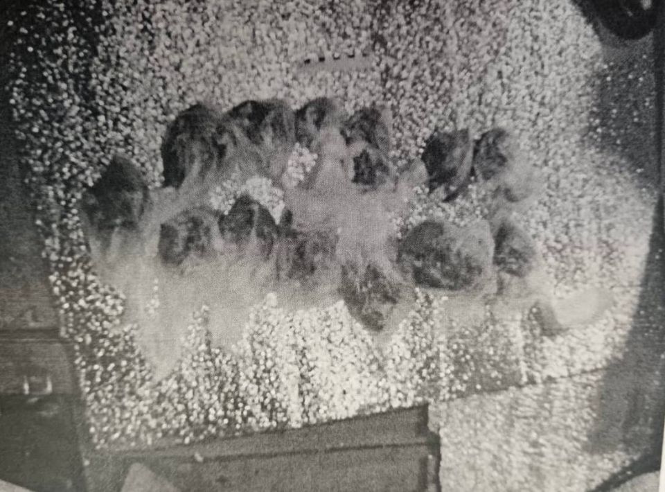 В Борисоглебске полицейские изъяли у местного жителя более 350 граммов марихуаны