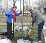 Мэр Воронежа Сергей Петрин принял участие в высадке деревьев в микрорайоне ВАИ