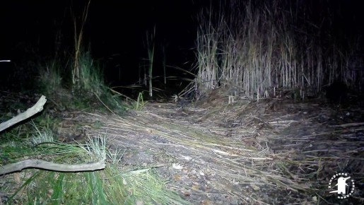 В Хоперском заповеднике появился енот-полоскун