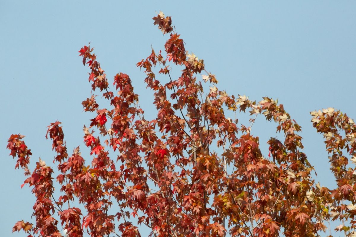 Желтый уровень погодной опасности из-за порывистого ветра вновь объявили в Воронежской области