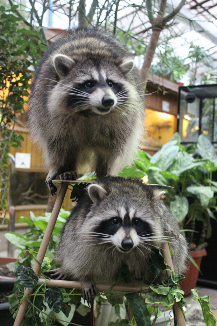 В Воронежском зоопарке рассказали, как еноты готовятся к зиме
