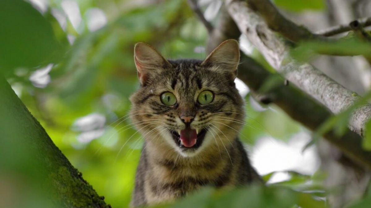 За 2025 год в Воронежской области от бешенства умерло 29 животных