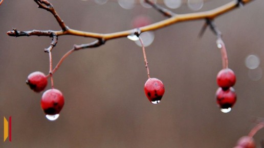 Снег с дождем прогнозируют в Воронеже на новой рабочей неделе