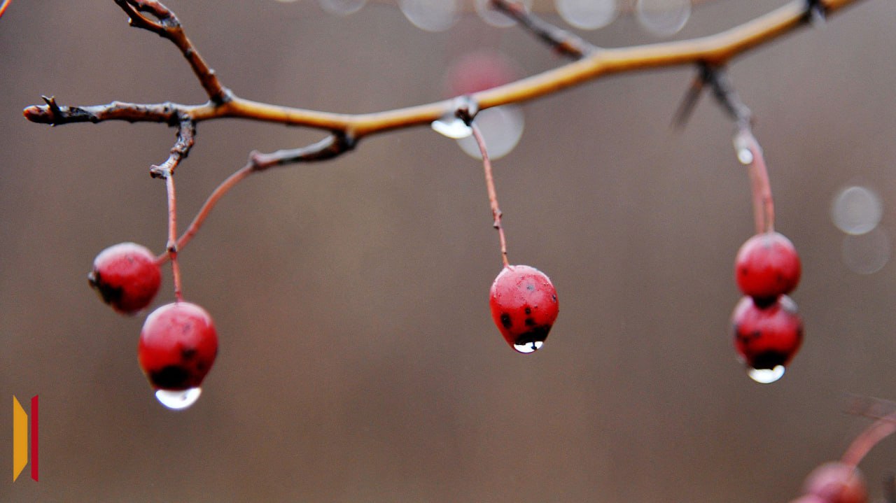 Снег с дождем прогнозируют в Воронеже на новой рабочей неделе