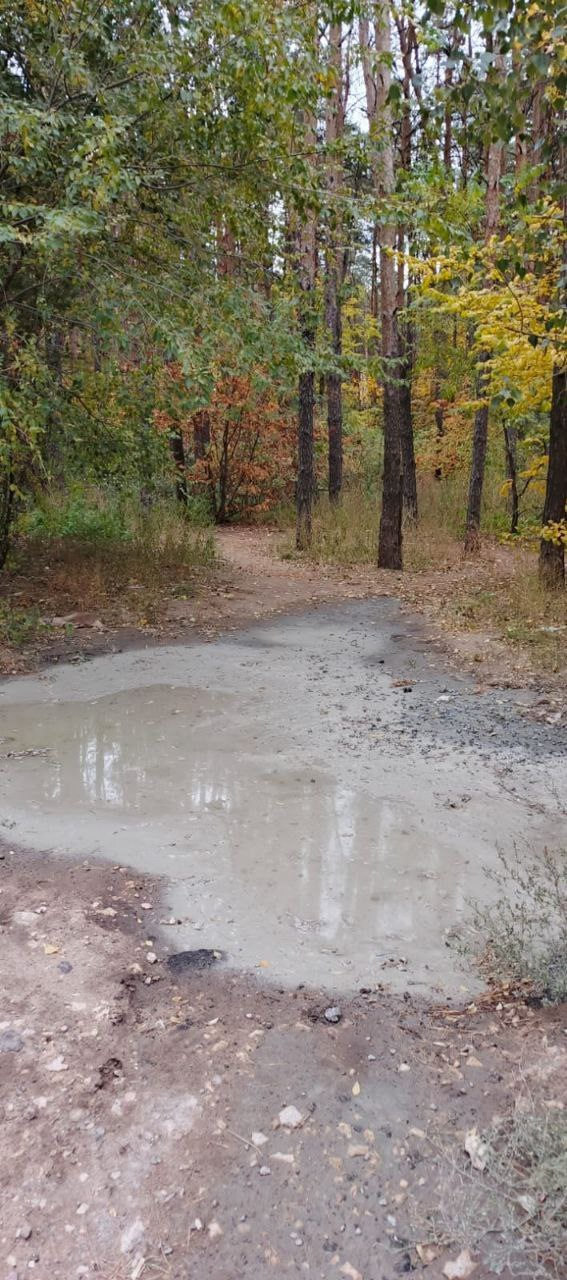 Полицейские нашли виновного в сливе отходов бетона в Северном лесу
