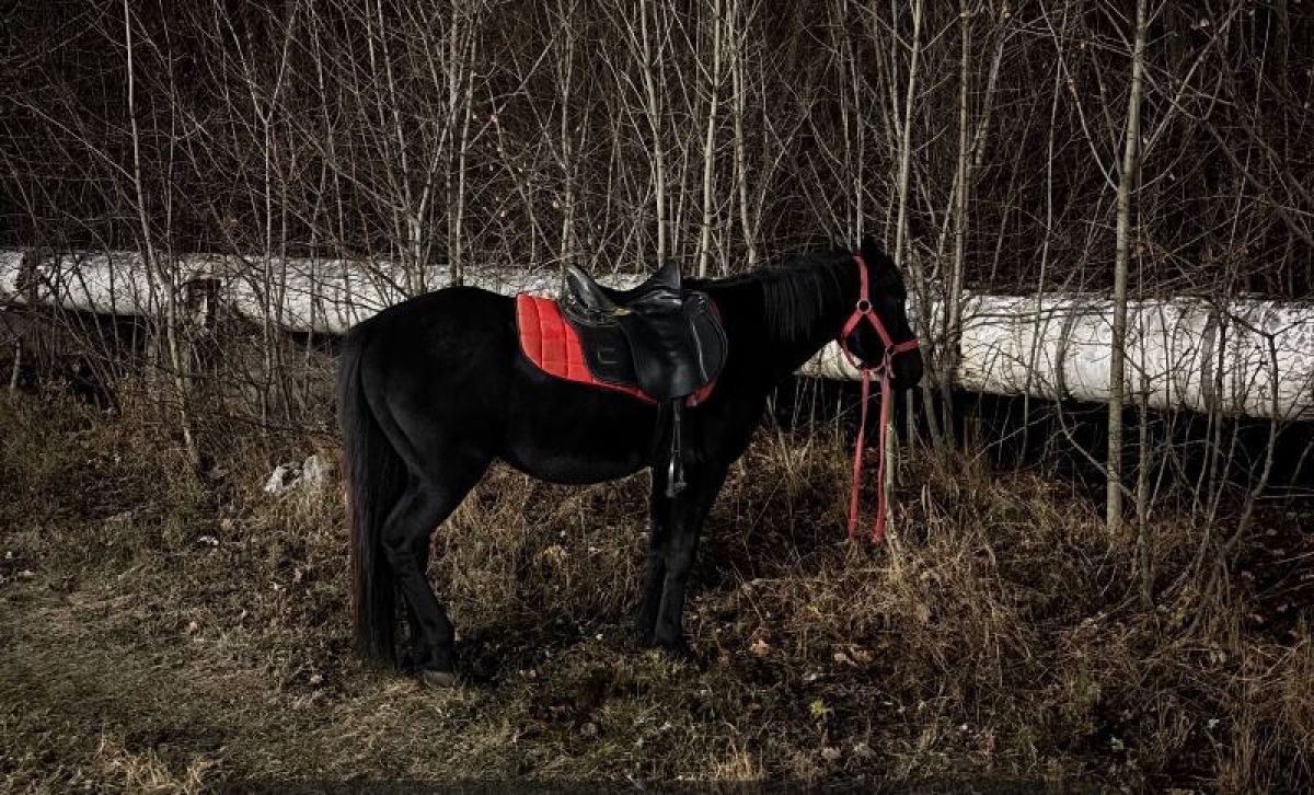 Неоднозначная пропажа коня встревожила жителей воронежского Шилово