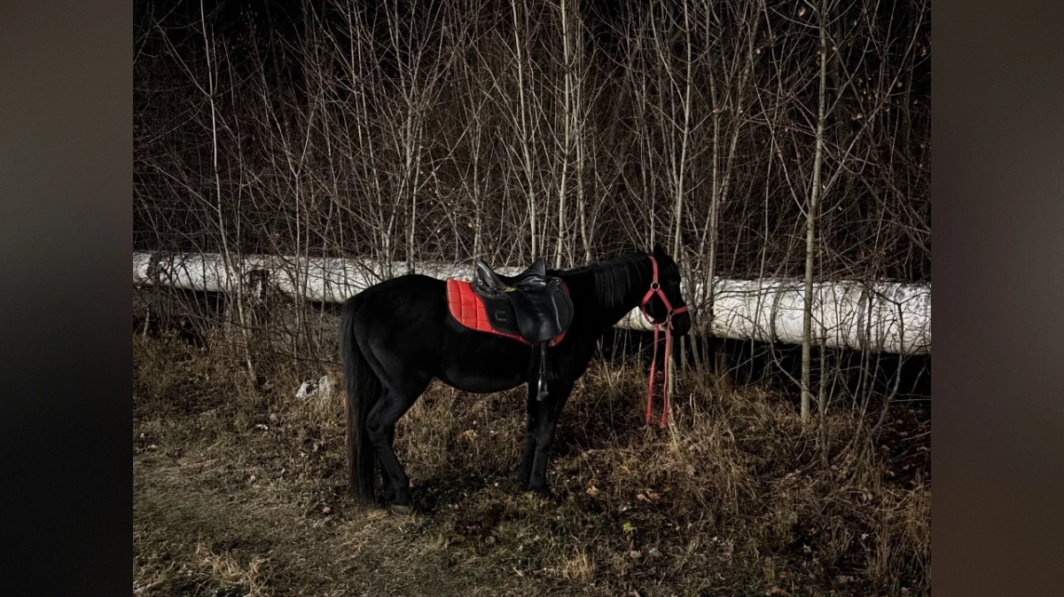 Воронежцы сообщили о краже коня